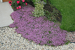 Red Creeping Thyme (Thymus praecox 'Coccineus') at Tree Top Nursery & Landscaping