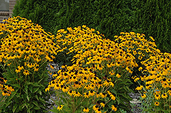 Goldsturm Coneflower (Rudbeckia fulgida 'Goldsturm') at Tree Top Nursery & Landscaping