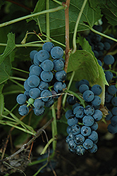 Valiant Grape (Vitis 'Valiant') at Tree Top Nursery & Landscaping