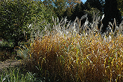 Maiden Grass (Miscanthus sinensis) at Tree Top Nursery & Landscaping