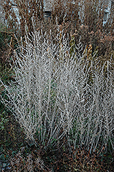 Russian Sage (Perovskia atriplicifolia) at Tree Top Nursery & Landscaping
