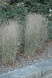 Shenandoah Reed Switch Grass (Panicum virgatum 'Shenandoah') at Tree Top Nursery & Landscaping