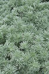 Silver Mound Artemesia (Artemisia schmidtiana 'Silver Mound') at Tree Top Nursery & Landscaping