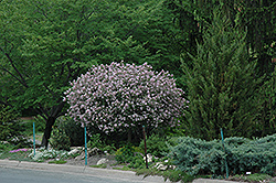 Dwarf Korean Lilac (tree form) (Syringa meyeri 'Palibin (tree form)') at Tree Top Nursery & Landscaping
