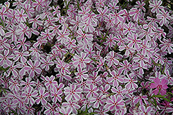 Candy Stripe Moss Phlox (Phlox subulata 'Candy Stripe') at Tree Top Nursery & Landscaping