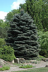 Fat Albert Blue Spruce (Picea pungens 'Fat Albert') at Tree Top Nursery & Landscaping