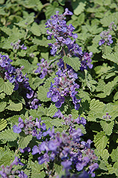 Little Titch Catmint (Nepeta racemosa 'Little Titch') at Tree Top Nursery & Landscaping
