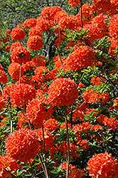 Mandarin Lights Azalea (Rhododendron 'Mandarin Lights') at Tree Top Nursery & Landscaping