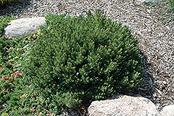 Valley Cushion Mugo Pine (Pinus mugo 'Valley Cushion') at Tree Top Nursery & Landscaping