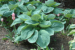 Elegans Hosta (Hosta sieboldiana 'Elegans') at Tree Top Nursery & Landscaping