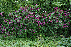 Charles Joly Lilac (Syringa vulgaris 'Charles Joly') at Tree Top Nursery & Landscaping