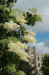 Ivory Silk Japanese Tree Lilac (Syringa reticulata 'Ivory Silk') at Tree Top Nursery & Landscaping