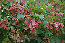 Flame Amur Maple (Acer ginnala 'Flame') at Tree Top Nursery & Landscaping