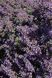 Walker's Low Catmint (Nepeta x faassenii 'Walker's Low') at Tree Top Nursery & Landscaping