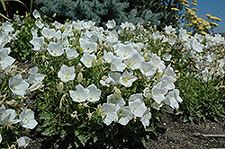 White Clips Bellflower (Campanula carpatica 'White Clips') at Tree Top Nursery & Landscaping