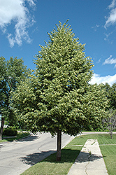Greenspire Linden (Tilia cordata 'Greenspire') at Tree Top Nursery & Landscaping