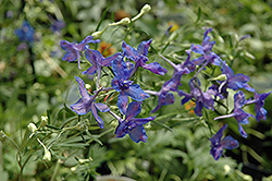 Blue Butterfly Delphinium (Delphinium grandiflorum 'Blue Butterfly') at Tree Top Nursery & Landscaping