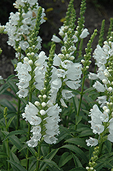 Miss Manners Obedient Plant (Physostegia virginiana 'Miss Manners') at Tree Top Nursery & Landscaping