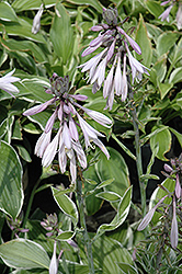 Francee Hosta (Hosta 'Francee') at Tree Top Nursery & Landscaping