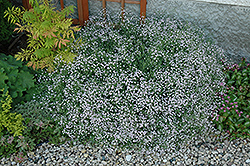 Common Baby's Breath (Gypsophila paniculata) at Tree Top Nursery & Landscaping