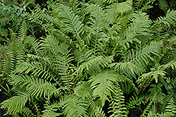 Christmas Fern (Polystichum acrostichoides) at Tree Top Nursery & Landscaping