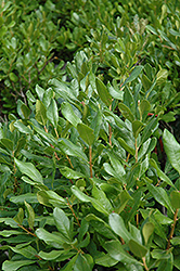 Northern Bayberry (Myrica pensylvanica) at Tree Top Nursery & Landscaping