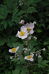 Grapeleaf Anemone (Anemone tomentosa 'Robustissima') at Tree Top Nursery & Landscaping