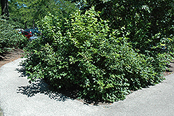 Chicago Lustre Viburnum (Viburnum dentatum 'Synnesvedt') at Tree Top Nursery & Landscaping