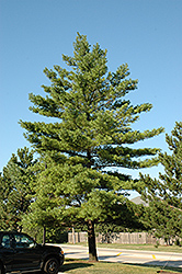White Pine (Pinus strobus) at Tree Top Nursery & Landscaping