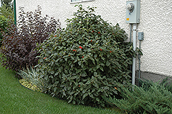 Mohican Viburnum (Viburnum lantana 'Mohican') at Tree Top Nursery & Landscaping