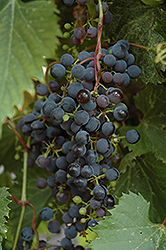 Frontenac Grape (Vitis 'Frontenac') at Tree Top Nursery & Landscaping