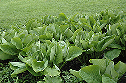 Sum and Substance Hosta (Hosta 'Sum and Substance') at Tree Top Nursery & Landscaping
