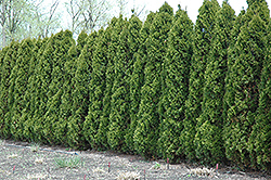 Hetz Wintergreen Arborvitae (Thuja occidentalis 'Hetz Wintergreen') at Tree Top Nursery & Landscaping
