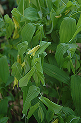 Great Merrybells (Uvularia grandiflora) at Tree Top Nursery & Landscaping