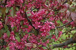 Profusion Flowering Crab (Malus 'Profusion') at Tree Top Nursery & Landscaping