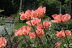 Princess Victoria Louise Poppy (Papaver orientale 'Princess Victoria Louise') at Tree Top Nursery & Landscaping