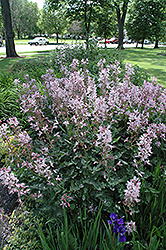 Pink Gas Plant (Dictamnus albus 'var. purpureus') at Tree Top Nursery & Landscaping