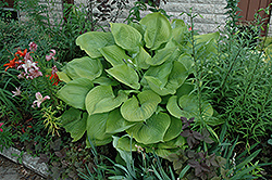 Sum and Substance Hosta (Hosta 'Sum and Substance') at Tree Top Nursery & Landscaping