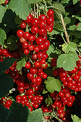 Red Lake Red Currant (Ribes rubrum 'Red Lake') at Tree Top Nursery & Landscaping