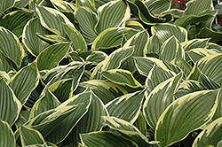 Golden Variegated Hosta (Hosta fortunei 'Aureomarginata') at Tree Top Nursery & Landscaping