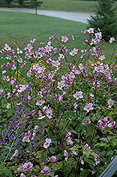 Grapeleaf Anemone (Anemone tomentosa 'Robustissima') at Tree Top Nursery & Landscaping