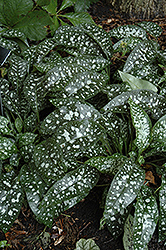 Trevi Fountain Lungwort (Pulmonaria 'Trevi Fountain') at Tree Top Nursery & Landscaping