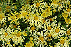 Yellow Quill Chrysanthemum (Chrysanthemum 'Yellow Quill') at Tree Top Nursery & Landscaping