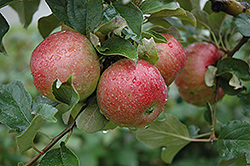 Sweet Sixteen Apple (Malus 'Sweet Sixteen') at Tree Top Nursery & Landscaping