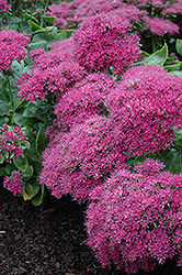 Neon Stonecrop (Sedum spectabile 'Neon') at Tree Top Nursery & Landscaping