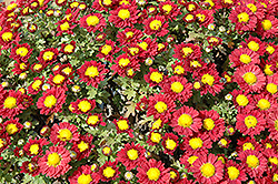 Red Daisy Chrysanthemum (Chrysanthemum 'Red Daisy') at Tree Top Nursery & Landscaping