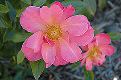 All The Rage Rose (Rosa 'All The Rage') at Tree Top Nursery & Landscaping