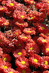 Dark Bronze Daisy Chrysanthemum (Chrysanthemum 'Dark Bronze Daisy') at Tree Top Nursery & Landscaping