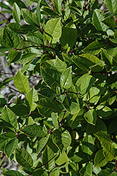 Jim Dandy Winterberry (Ilex verticillata 'Jim Dandy') at Tree Top Nursery & Landscaping