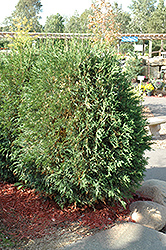 Techny Globe Arborvitae (Thuja occidentalis 'Techny Globe') at Tree Top Nursery & Landscaping